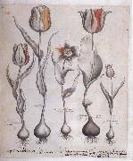 Basilius Besler Drawing for the Hortus Eystettensis oil